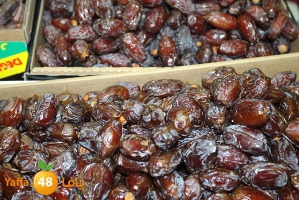 zhra2 tamer 705 (17).JPG